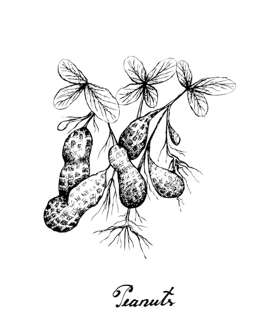 Hand drawn of peanuts plant