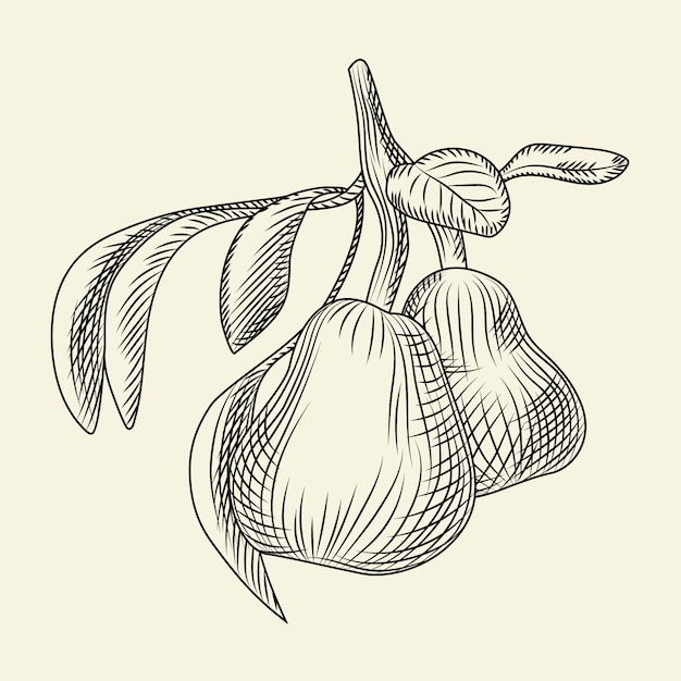 Hand drawn pear illustration. Engraving vintage style.