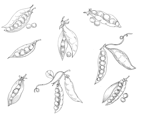 Vector hand drawn peas illustration set