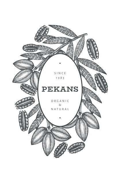 Vector hand drawn pecan branch and kernels banner template