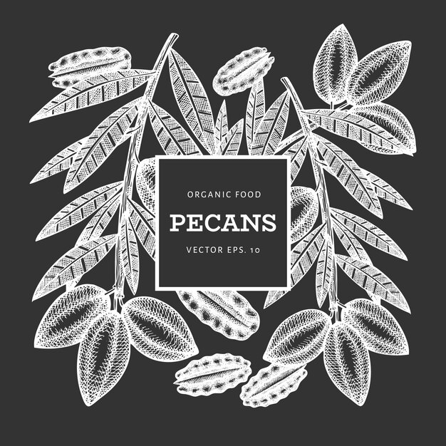 Hand drawn pecan branch and kernels . organic food  illustration on chalk board. vintage nut illustration. engraved style botanical picture.