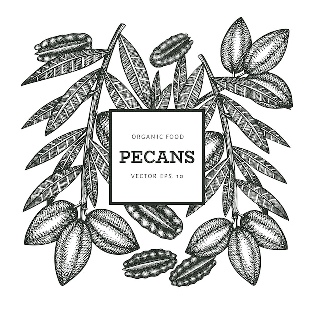 Vector hand drawn pecan branch and kernels  template. organic food  illustration on white background. vintage nut illustration. engraved style botanical picture.