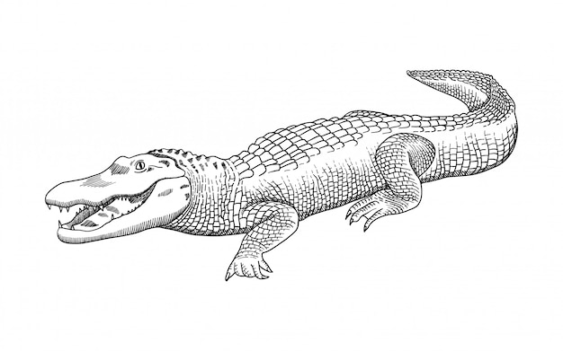 Grafica disegnata a mano a matita, coccodrillo, alligatore, croc. incisione, stile stencil.