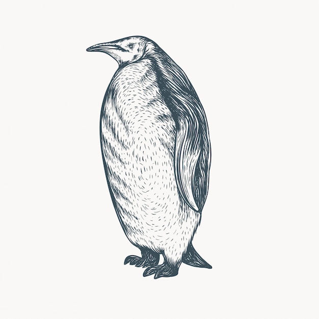 Hand drawn penguin