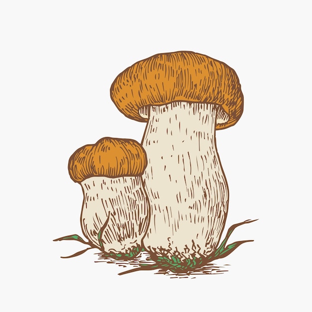 Disegnato a mano penny bun boletus funghi colore astratto illustrazione fungo gruppo inciso disegno vettoriale isolato