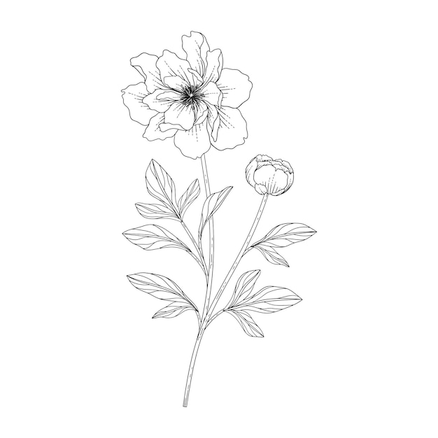 Illustrazione floreale di peonia disegnata a mano