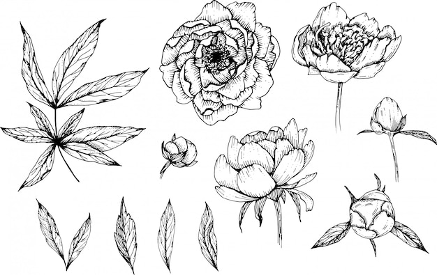 Hand drawn peony flowers, diy doodle flowers