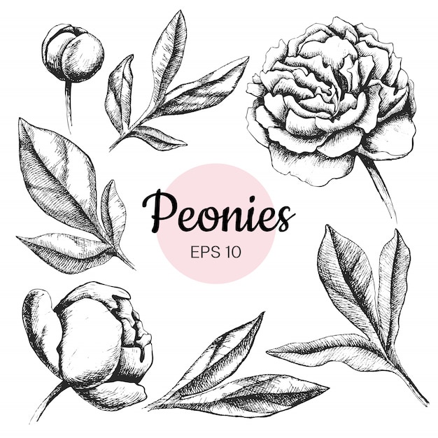 Vector hand drawn peony flowers and leaves