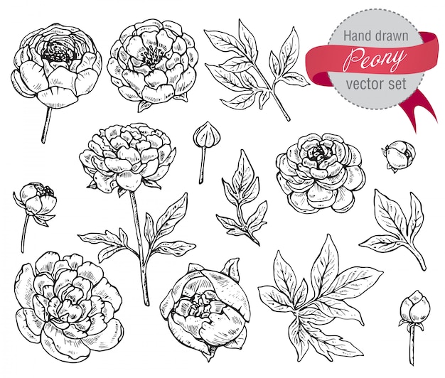 Set di fiori di peonia disegnati a mano