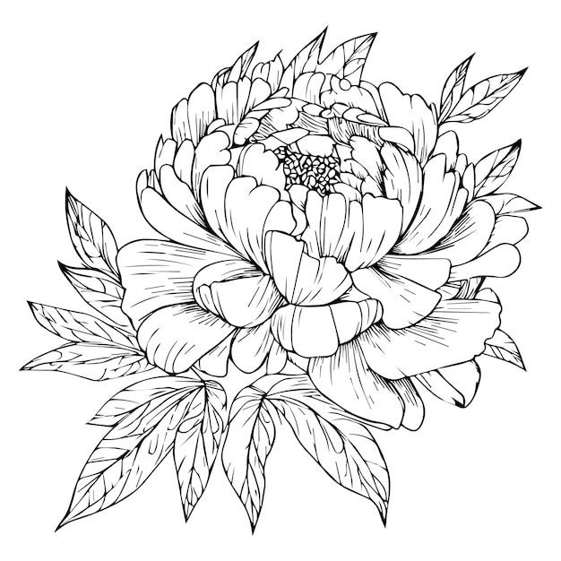 hand drawn peony isolated line drawing Japanese peony flower simple peony line drawing