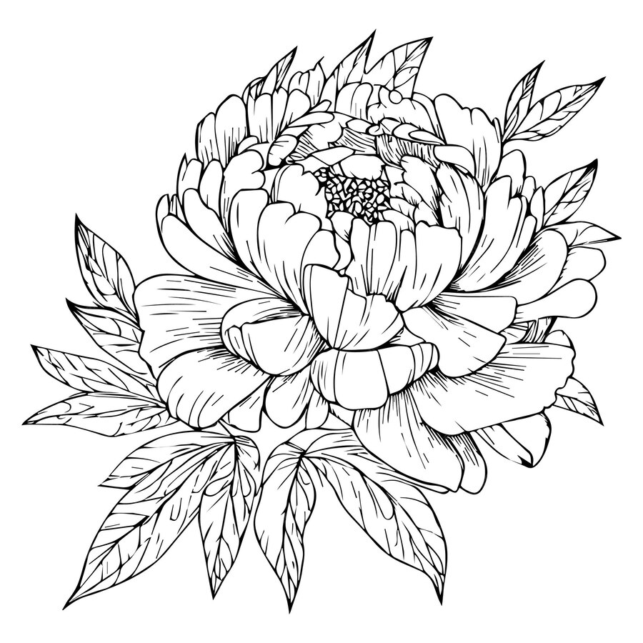 Premium Vector Hand drawn peony isolated line drawing japanese peony