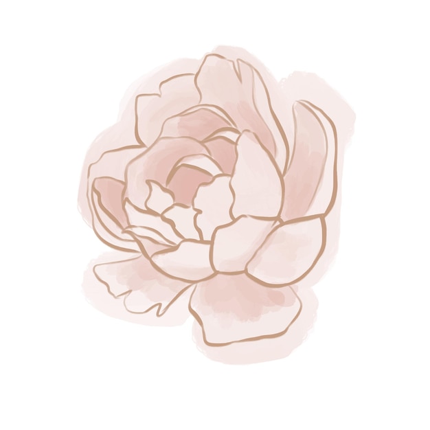 Hand drawn peony pink flower Vector design