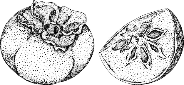 Hand drawn persimmon date plum fruits Botanical vector illustration in sketch engraving style