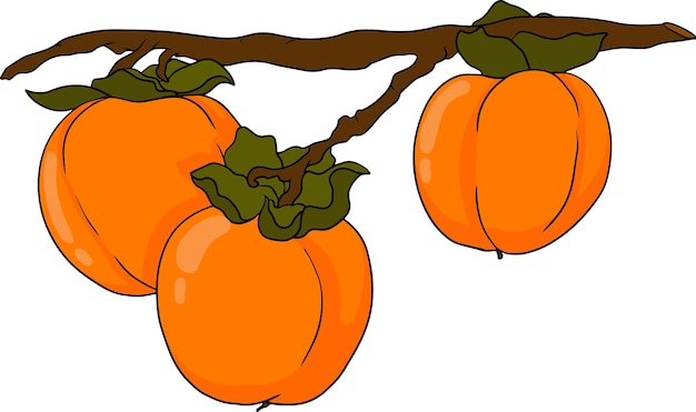 Hand drawn persimmon date plum fruits Colored botanical cartoon isolated on white background