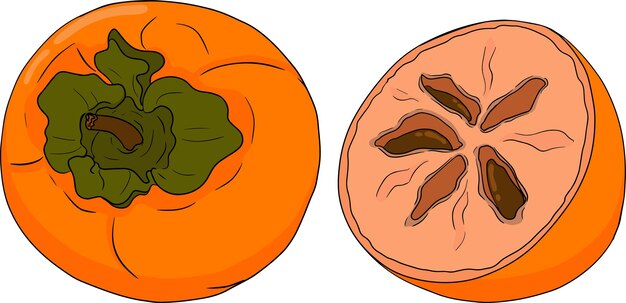 手描きの柿日付梅果実白い背景に分離された色の植物漫画