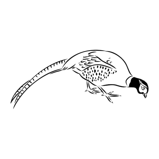 Hand drawn of an pheasant sketch vector illustration isolated on a white background