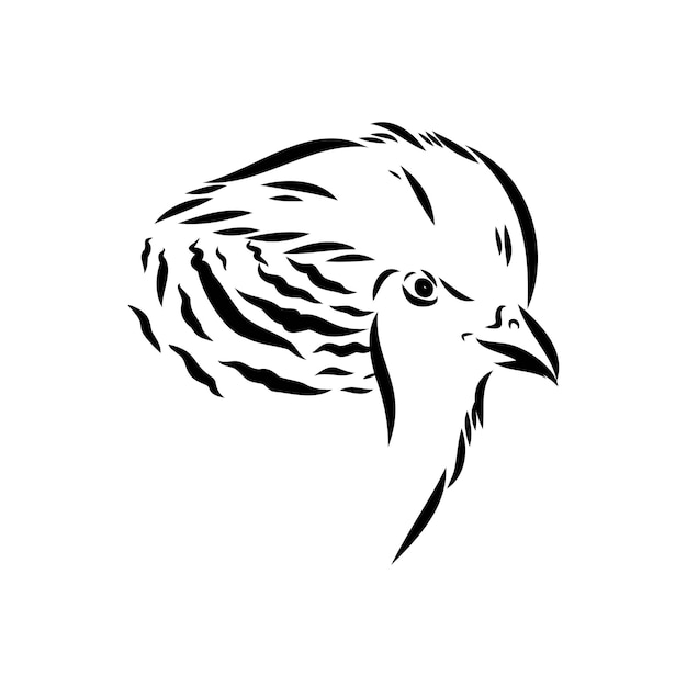 Vector hand drawn of an pheasant sketch vector illustration isolated on a white background