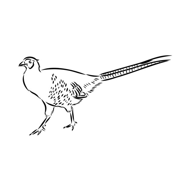 Vector hand drawn of an pheasant sketch vector illustration isolated on a white background