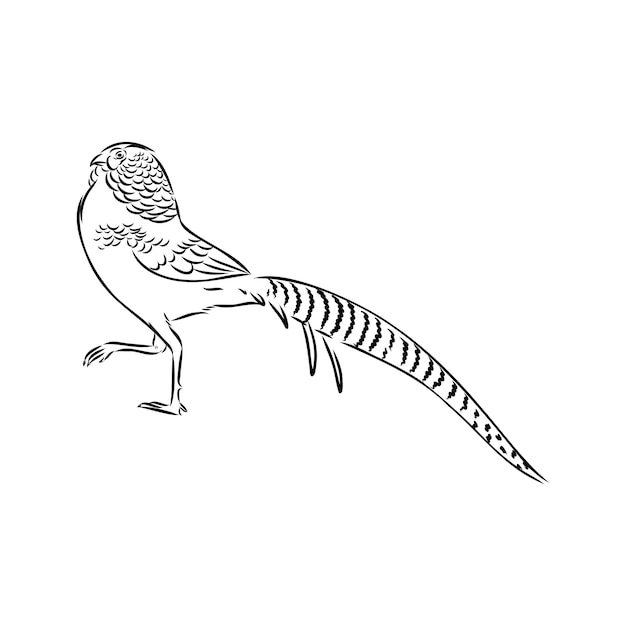 Hand drawn of an pheasant sketch vector illustration isolated on a white background
