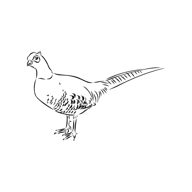 Ручной рисунок фазана эскиз векторные иллюстрации, изолированные на белом фоне