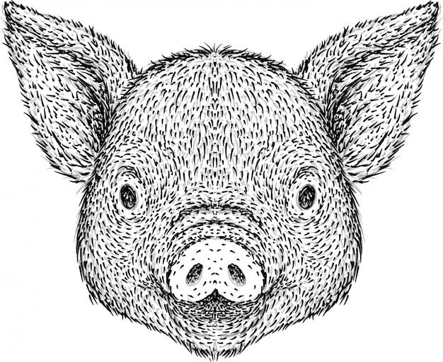 Vector hand drawn pig head illustration