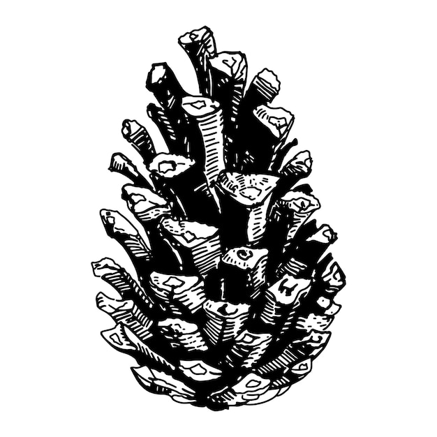 Hand drawn pine cone vintage sketch illustration