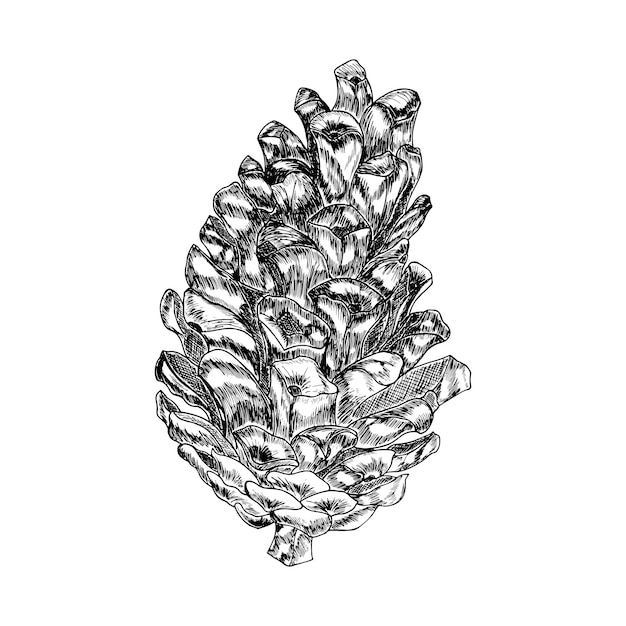 Vector hand drawn pine cone vintage vector illustration