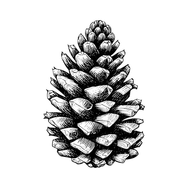 Hand drawn of pine cone