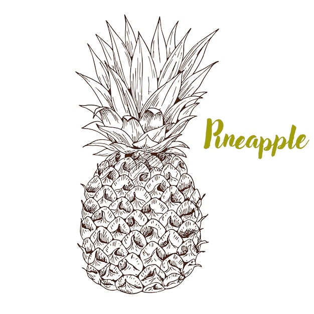 hand drawn pineapple illustration