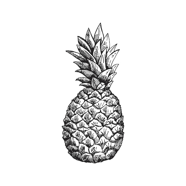 Vector hand drawn pineapple sketch isolated vector ananas illustration whole tropical fruit food sketch