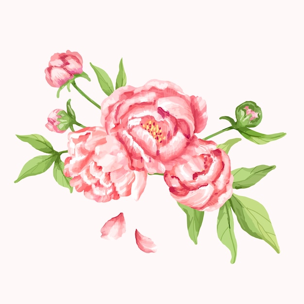 Vettore illustrazione di fiore di peonia rosa disegnata a mano