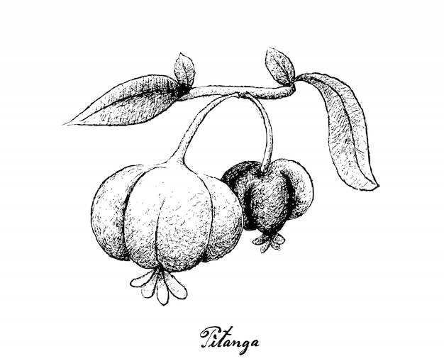 Hand Drawn of Pitanga Fruits on White Background