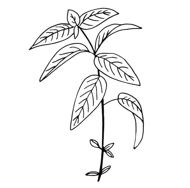 ベクトル 手描きの植物