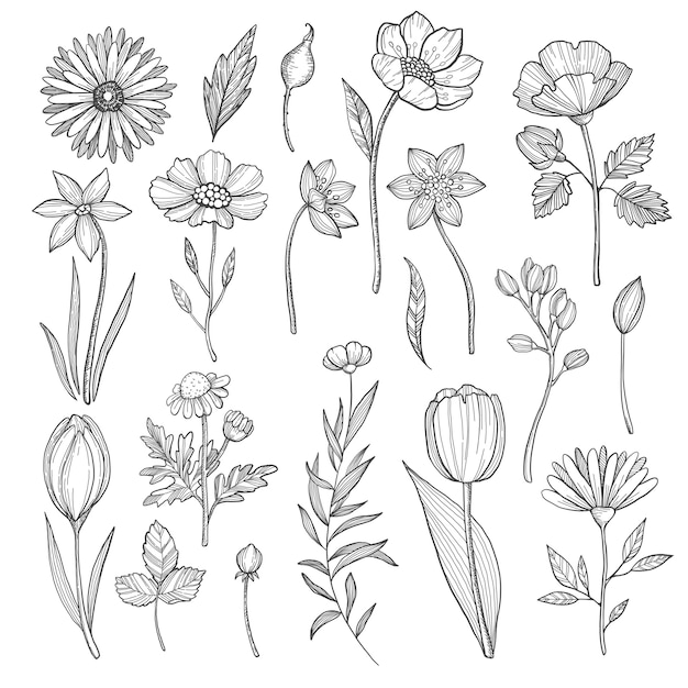 Hand drawn plants. vector pictures isolate on white