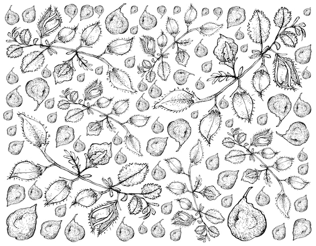 Hand Drawn of Pod of Chick Peas Background