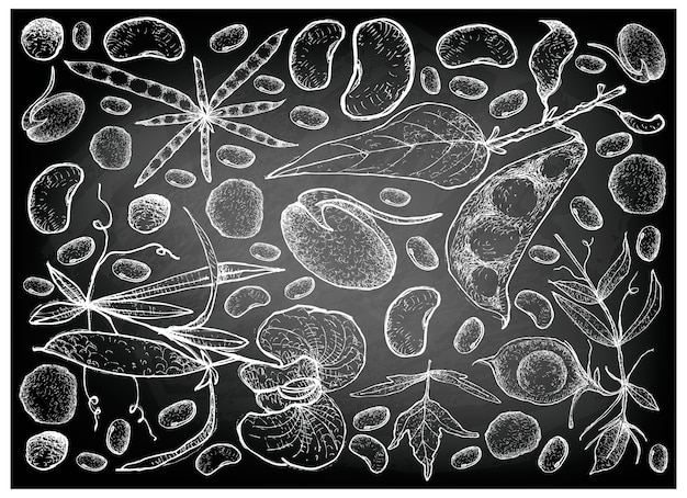 Vector hand drawn of podded vegetables on chalkboard