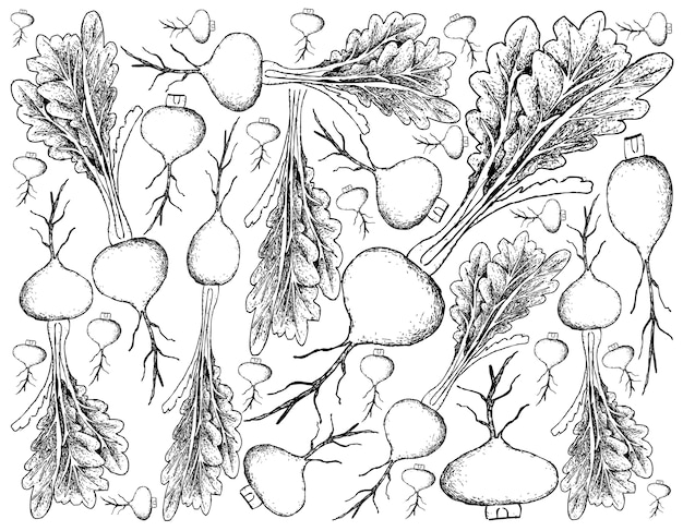 hand drawn of prairie turnip on white background