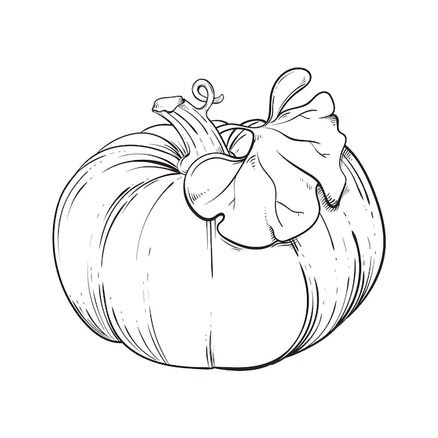 Vector hand drawn pumpkin drawing illustration