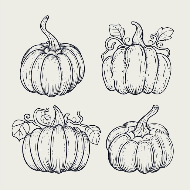 Vector hand drawn pumpkin drawing illustration