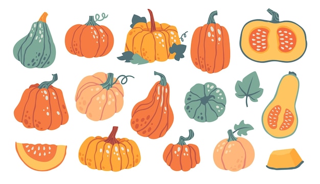 Hand drawn pumpkin shapes with leaves half with seeds and slices Autumn fall thanksgiving and halloween decoration Cute pumpkins vector set