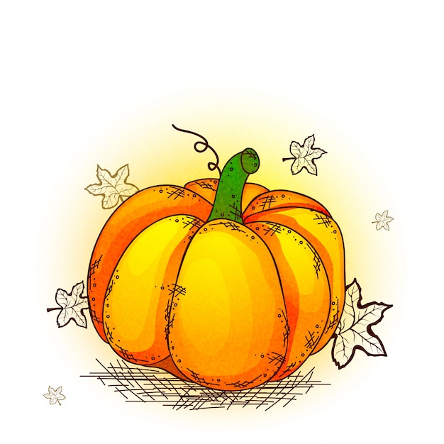 Vector hand drawn pumpkin for thanksgiving day celebration.
