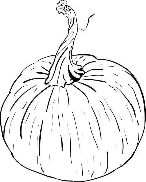 hand drawn pumpkin vector sketch collection 9
