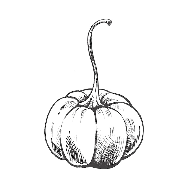 hand drawn pumpkin vintage sketch isolated on white background