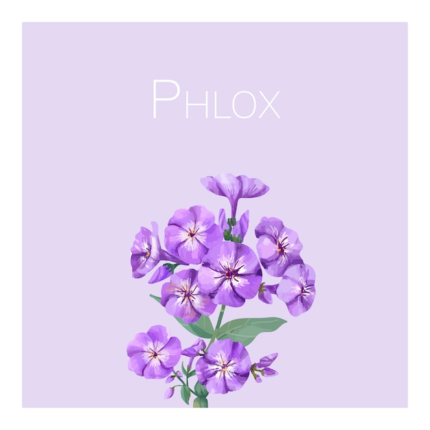 Hand drawn purple phlox flower illustration