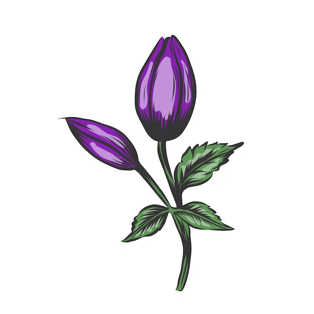 Vector hand drawn purple tulip flower isolated on white background sketch vector illustration