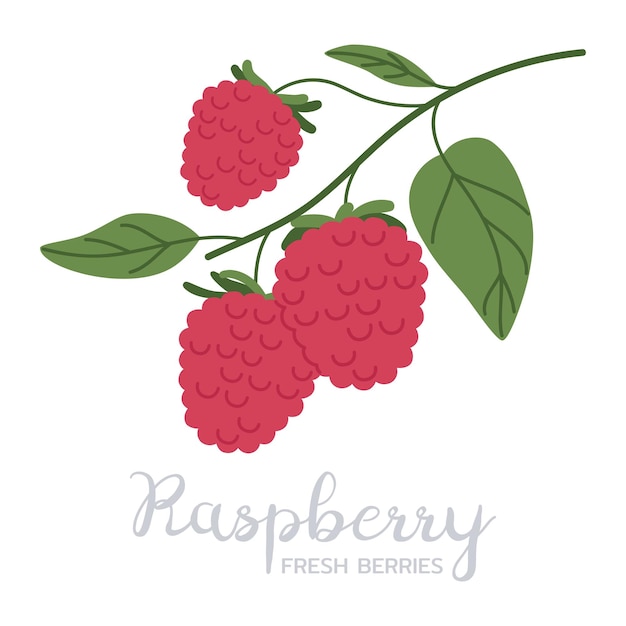 Hand drawn raspberries Ripe fresh berries branch forest or garden raspberry flat vector illustration Delicious edible berries with caption