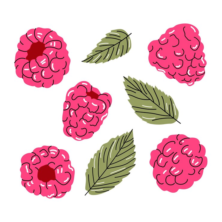 Vector hand drawn raspberry berries and green leaves on a white background bright and fresh botanical illustration in a doodle style perfect for packaging prints and textile design