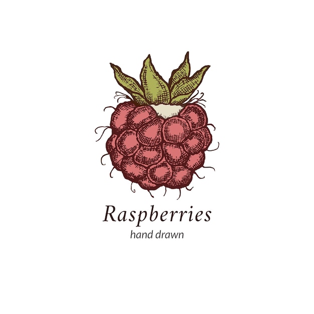 hand drawn raspberry illustration vintage ink drawing Raspberry