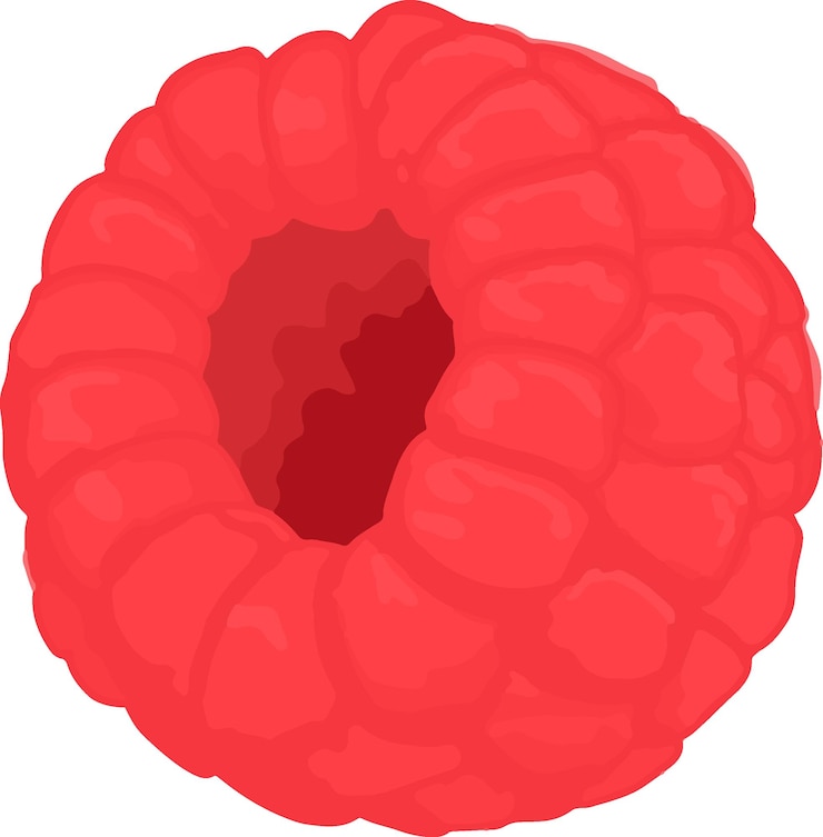 Vector hand drawn raspberry illustration
