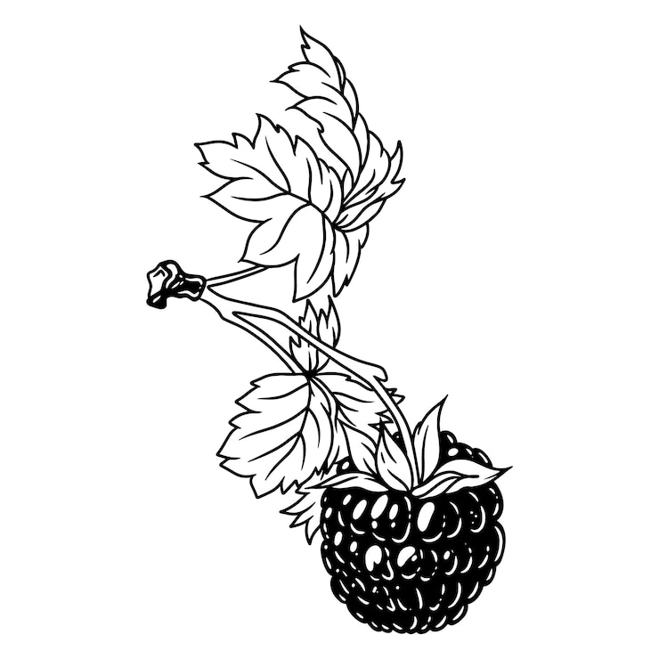 Vector hand drawn raspberry. ink line illustration.